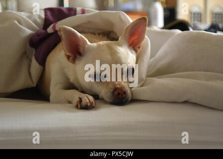 Cane di sonno Foto Stock