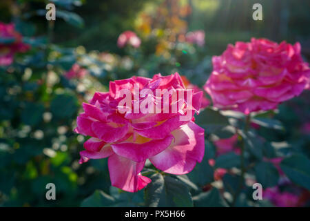 Preso in agosto presso la International Rose Test giardini nel centro di Portland, Oregon. Sfondo floreale, poster, decor. Foto Stock