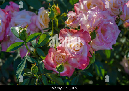 Preso in agosto presso la International Rose Test giardini nel centro di Portland, Oregon. Sfondo floreale, poster, decor. Foto Stock