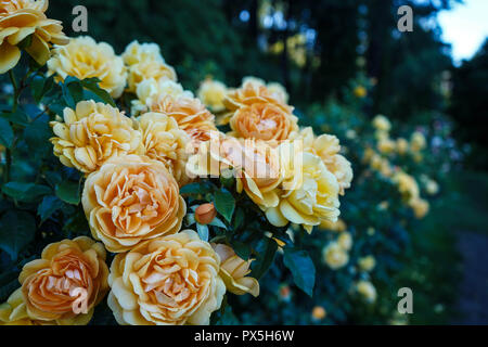 Preso in agosto presso la International Rose Test giardini nel centro di Portland, Oregon. Sfondo floreale, poster, decor. Foto Stock