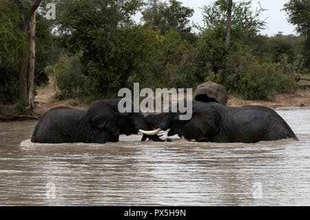 Parco Nazionale di Kruger. L'elefante africano (Loxodonta africana) fignting in acqua. Sud Africa. Foto Stock