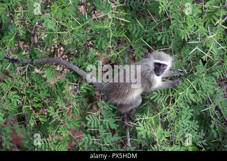 Parco Nazionale di Kruger. Vervet monkey (Chlorocebus pygerythrus). Sud Africa. Foto Stock