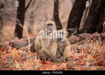 Parco Nazionale di Kruger. Due scimmie Vervet (Chlorocebus pygerythrus). Sud Africa. Foto Stock
