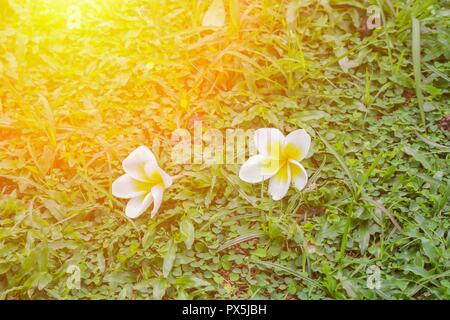 Bianco fiore di Plumeria cadere sull'erba verde, il fuoco selettivo anteriore e con spazio di copia per il fondo Foto Stock