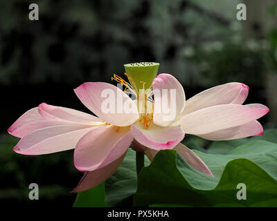 Delicati petali di rosa & stami gialli di fiore di loto o sacra Lotus (Nelumbo nucifera) cadere dalla seedhead distintivo in London, England, Regno Unito Foto Stock