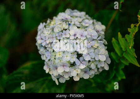 Luce viola i fiori delle ortensie in Lembang, Indonesia Foto Stock