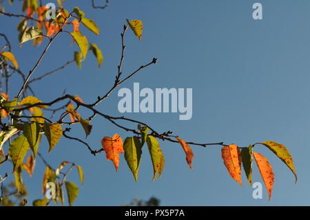 Il frassino foglie su un ramo in autunno, singolo ramo isolato, con una fila di foglie colorate, incantevole, piuttosto, cadono scena. Foto Stock