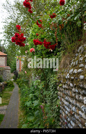 Rambling rose rosse crescono al di sopra di una parete di pietra focaia a fianco il sentiero a Cley accanto al mare, Norfolk, Inghilterra Foto Stock