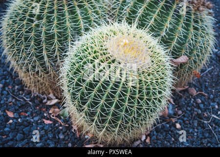 Impianto di cactus closeup, cactus impianto outdoor macro Foto Stock