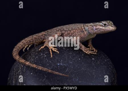 Yarrow di lucertola spinosa (Sceloporus jarrovii jarrovi) Foto Stock