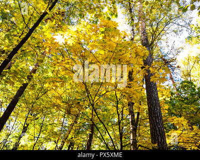 Giallo foglie di acero e tronchi di pini nella foresta del parco urbano nella soleggiata giornata autunnale Foto Stock