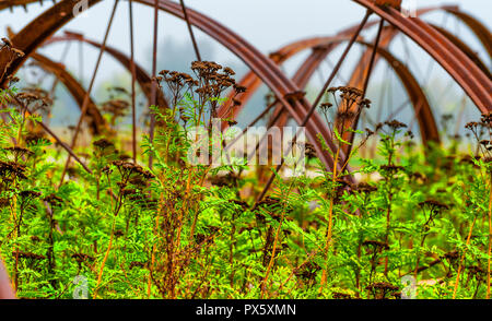 Rusty linee ruota raggruppati al bordo di un campo dove piante verdi con teste essiccate in primo piano. Foto Stock