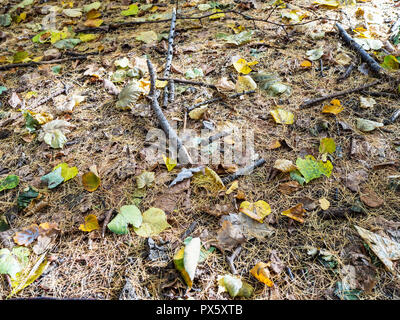 Caduta foglie e aghi di larice sul terreno nella foresta del parco urbano nella soleggiata giornata autunnale Foto Stock