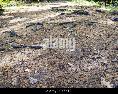 Caduto il larice aghi copertura albero radici sul terreno nella foresta del parco urbano nella soleggiata giornata autunnale Foto Stock