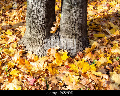 Twin tronco di albero e caduto foglie di acero illuminato dal sole nel parco urbano nella soleggiata giornata autunnale Foto Stock