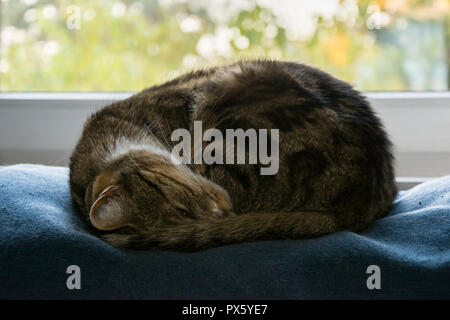 Nero, beige e bianco gatto avvolto a ricciolo e di addormentarsi con il suo occhio a metà chiusa Foto Stock