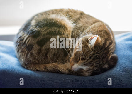 Nero, beige e bianco gatto avvolto a ricciolo e addormentato veloce sulla parte superiore di un divano blu Foto Stock