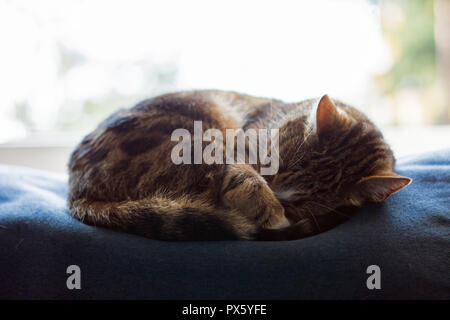 Nero, beige e bianco gatto avvolto a ricciolo e addormentato veloce con la sua zampa sul suo naso Foto Stock