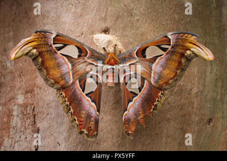 Atlas Butterfly - (Attacus Atlas), la più grande farfalla Foto Stock