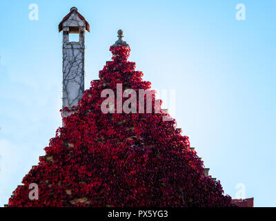 Chiudere l immagine di un tetto coperto con foglie colorate Foto Stock