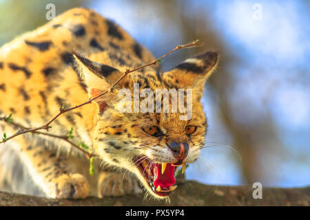 Primo piano della Serval molto arrabbiato su un albero in natura habitat. Il nome scientifico è Leptailurus serval. Il Serval è un macchiato il gatto selvatico nativa per l'Africa. Sfondo sfocato. Foto Stock