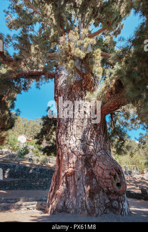 Pino gigante tronco di albero (El Pino Gordo) Foto Stock