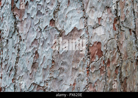 Pino corteccia del tronco closeup (pinus canariensis) Foto Stock