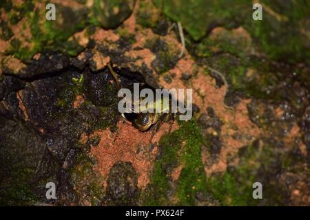 Maltese il granchio d'acqua dolce, Potamon fluviatile, fangoso burrow nest, artigli per la difesa contro gli intrusi. minacciati granchio rare trovati sulle isole maltesi Foto Stock