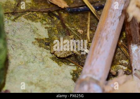 Un bambino mediterraneo Rana dipinta, Discoglossus pictus, su una pietra e nei pressi di un laghetto di acqua in una valle Maltese, pelle marrone e macchiato di Malta Foto Stock