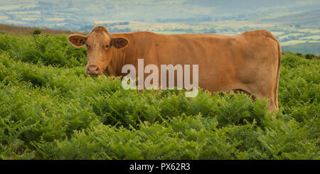 Sondaggio Red cow di felci con terreni coltivati in background Foto Stock