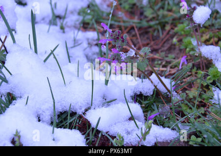 Blooming colorfully, nonostante la forte nevicata, qui in corrispondenza di un bordo strada area riposo in Virginia, Stati Uniti d'America Foto Stock