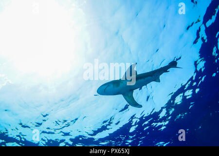 Oceanic white tip shark presso il Mar Rosso in Egitto Foto Stock