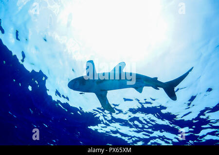 Oceanic white tip shark presso il Mar Rosso in Egitto Foto Stock