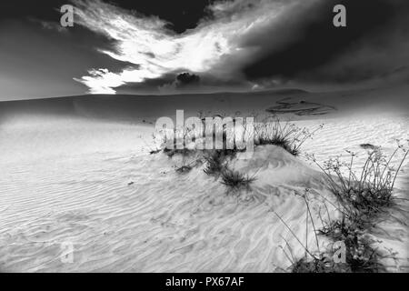 Il tramonto sulla collina di sabbia con la vitalità dei cespugli di erba si allunga per sopravvivere nel deserto come il miracolo della vita nella naturale wor Foto Stock