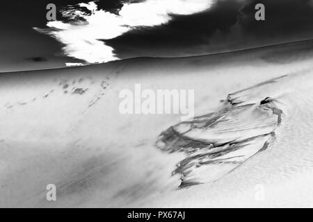 Il tramonto sulla collina di sabbia con la vitalità dei cespugli di erba si allunga per sopravvivere nel deserto come il miracolo della vita nella naturale wor Foto Stock