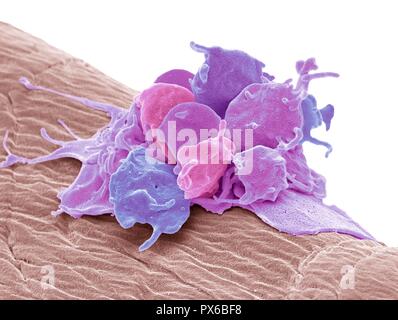 Piastrine attivate. Color scanning electron microfotografia (SEM) di piastrine attivate attaccata alla garza chirurgica. Le piastrine sono piccole cellule del sangue tha Foto Stock