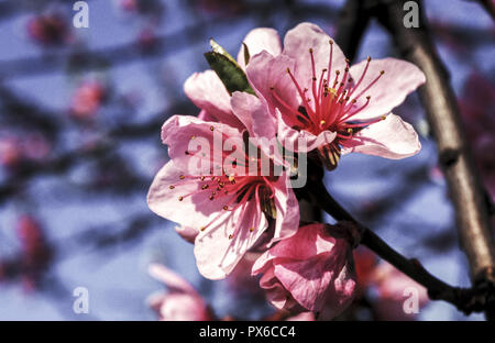 Albicocche frutteti in fiore, Austria, Burgenland, la parte settentrionale del Burgenland, Donnerskirchen Foto Stock