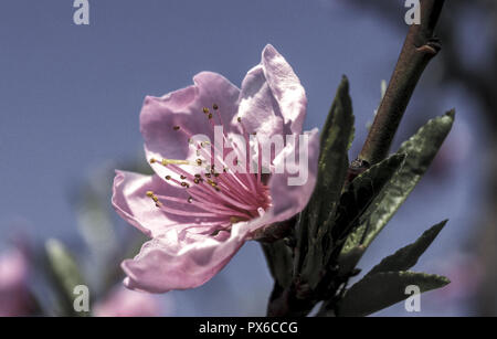 Albicocche frutteti in fiore, Austria, Burgenland, la parte settentrionale del Burgenland, Donnerskirchen Foto Stock