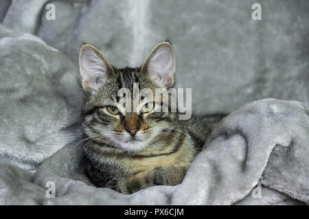 Piccolo mongrel striped kitten è sdraiato su un tappeto grigio, con calma, avvolti in un materiale caldo, assonnato, giallo con gli occhi verdi e un'arancia naso, close-up, Foto Stock