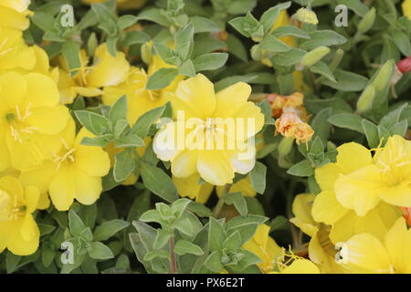 Fiori con rugiada. Giallo fiori Onagraceae bagnato di rugiada. Foto Stock