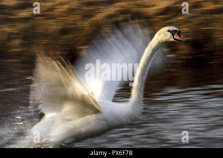 Swan volare sull'acqua, dinamico Foto Stock