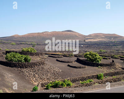 Lanzarote, Spagna - 9 Giugno 2017: la coltivazione di vigneti a terra Foto Stock