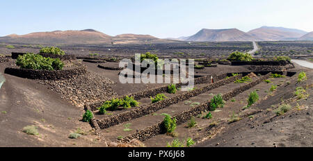 Lanzarote, Spagna - 9 Giugno 2017: la coltivazione di vigneti a terra Foto Stock