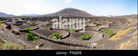 Lanzarote, Spagna - 9 Giugno 2017: la coltivazione di vigneti a terra Foto Stock