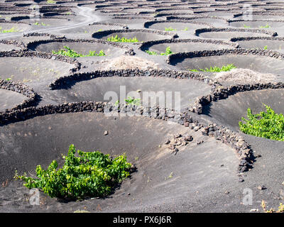 Lanzarote, Spagna - 9 Giugno 2017: la coltivazione di vigneti a terra Foto Stock