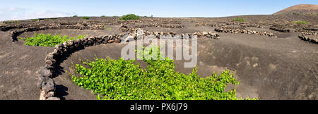 Lanzarote, Spagna - 9 Giugno 2017: la coltivazione di vigneti a terra Foto Stock