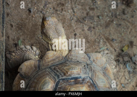 Chiang Mai, Thailandia - Luglio 1, 2018 : a Chiang Mai Zoo, Sulcata tartaruga. Foto Stock