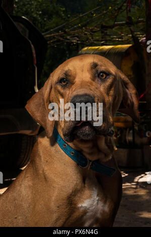 Fila brasileiro con collare blu guardando la fotocamera Foto Stock