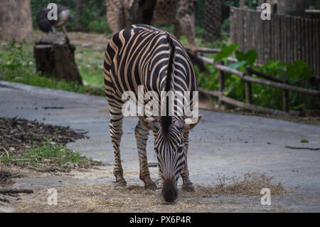 Chiang Mai, Thailandia - Luglio 1, 2018 : Una zebra di mangiare un po' di cibo a Chiang Mai Zoo. Foto Stock