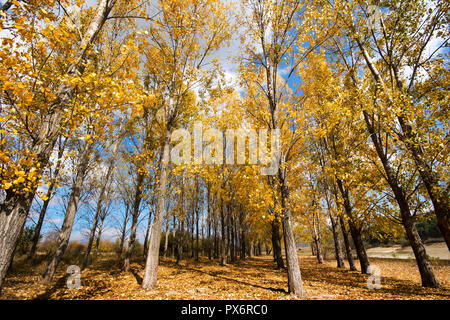 Autumn scene with trees and yellow colored leaves Foto Stock